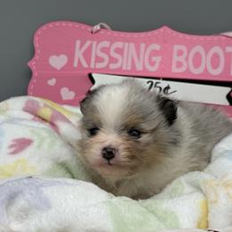 Harry - Blue merle male Pomeranian puppy in Newark, Ohio from Keeperofstars Pomeranians
