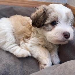Riff - Parti male Miniature Schnauzer puppy in Menifee, California from Moonshine’s Minis