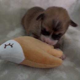 AKC Sable Brown - Sable male Pembroke Welsh Corgi puppy in Summerfield, Florida from Promise Land Farm
