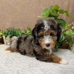 Colby - Blue merle female Bernedoodle puppy in Seymour, Missouri from D and D’s Dandy Doodles