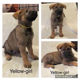 German Shepherd Puppies from Georgene German Shepherds