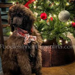 Sage - Phantom female Poodle puppy in Greenville, North Carolina from Grace Poodles