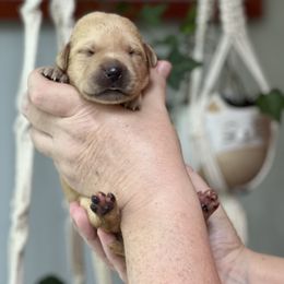 Girl 2 - Labrador Retriever puppy in New York from Moss Ridge Labradors