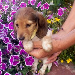 Sage - Cream female Dachshund puppy in Goshen, Indiana from Knollbrook Farm