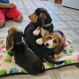 Beagles from Mallory Beagles