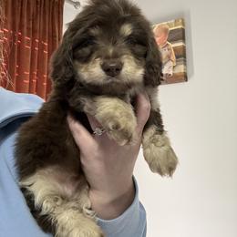 Dachshund Puppies from Thomas Dachshunds
