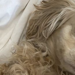 Chinese Shar-Pei, Cocker Spaniels, and Companion Crosses from Mini Hippo Land