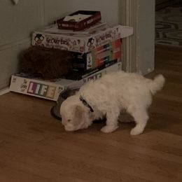 Lagotto Romagnolo Puppies from CreekSide Lagotto