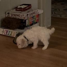 Lagotto Romagnolo Puppies from CreekSide Lagotto
