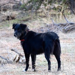 Cocoa - Australian Shepherd