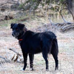 Cocoa - Australian Shepherd