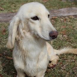 Sunny - Dachshund