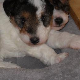Brody - Wire Fox Terrier