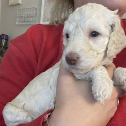 Goldendoodle Puppies from Fluff Puff Doodles