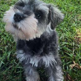 Apollo - Salt and pepper male Miniature Schnauzer puppy in Dozier, Alabama from The Bearded Lady Miniature Schnauzers