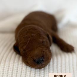 PEONY - Red  male Goldendoodle puppy in Independence, Oregon from ANKENY DOODLES