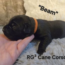 Beam - Black male Cane Corso puppy in St. Augustine, Florida from RG2 Cane Corsos