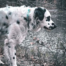 Legend - Dalmatian
