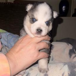 Arrow - Black and white male Pomsky puppy in La Verne, California from Red Cedar Pomskies