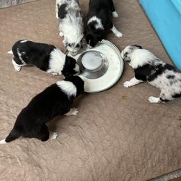Border Collie Puppies from Roaring River Border Collies