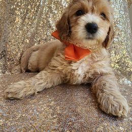 Goldendoodle Puppies from KK's Doodle Bunch