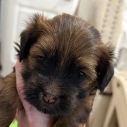 Girl 1 - Red female Havanese puppy in Greeley, Colorado from Just be Havanese