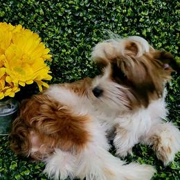 Dobby - Yorkshire Terrier