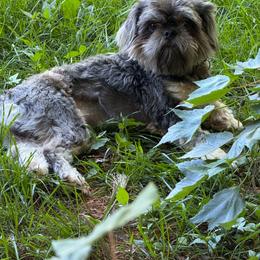 Timmy - Shih Tzu