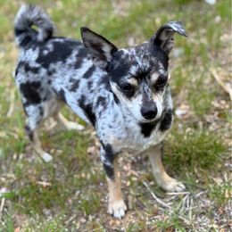 Lisa - Chihuahua