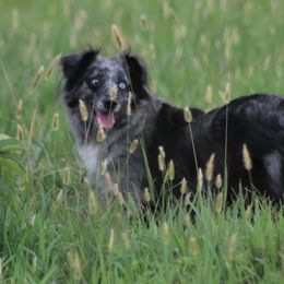 Bonnie - Miniature American Shepherd