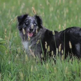 Bonnie - Miniature American Shepherd
