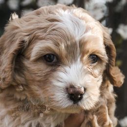 Cavapoo Puppies from The Cuddle Cavapoo Co.
