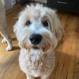 Moxie - Goldendoodle