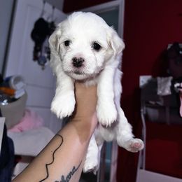 Maltipoo Puppies from JJR Doggie World LLC