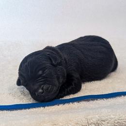 Hoosker Doo - male Patterdale Terrier puppy in Yucaipa, California from Moormont Kennels