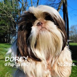 Dorey - Shih Tzu