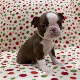 Kelsey (lt pink) - Red female Boston Terrier puppy in Hanover, Pennsylvania from Eastview Boston Terriers
