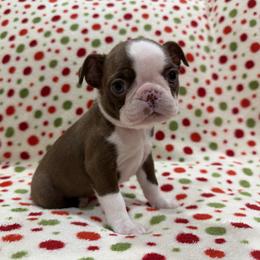 Kelsey (lt pink) - Red female Boston Terrier puppy in Hanover, Pennsylvania from Eastview Boston Terriers