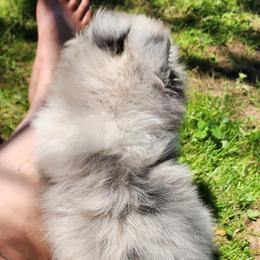 Lily - Blue merle and white female Shetland Sheepdog puppy in Weedsport, New York from M&M Shelties and Smooch-A-Bulls English Bulldogs