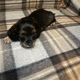 Stanley - White on chest - Sable male Dachshund puppy in Bakersfield, California from Open Hourglass LLC