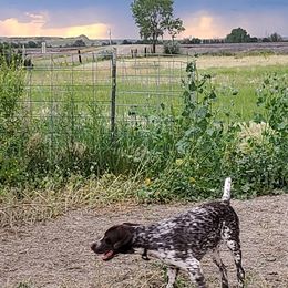 German Shorthaired Pointers and Weimaraners from Lazy Hearts Kennel