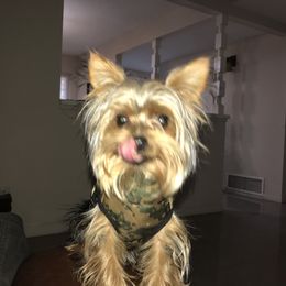 Biewer Terrier and Yorkshire Terrier Puppies from York Town California