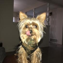 Biewer Terrier and Yorkshire Terrier Puppies from York Town California