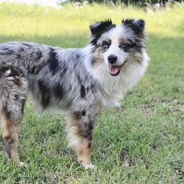 Australian Shepherd Puppies from Smokin K Aussies