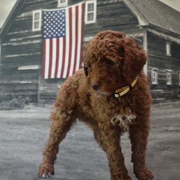 Poodle Puppies from Red Barn Moyen Poodles