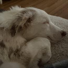 Australian Shepherd All Grown Up from Flowertown Aussies