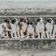 Borzoi Puppies from Ivanhoe Borzoi
