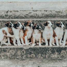 Borzoi Puppies from Ivanhoe Borzoi