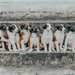 Borzoi Puppies from Ivanhoe Borzoi