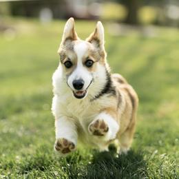 Pembroke Welsh Corgi and Poodle Puppies from Corgi Companions (license number 18998)